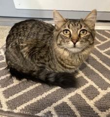 Enlarge Bridget , a ADOPTABLE Tiger in Lead, SD image 3/6