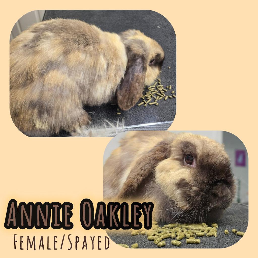 Annie Oakley, ADOPTABLE, Adult Female Lop Eared.