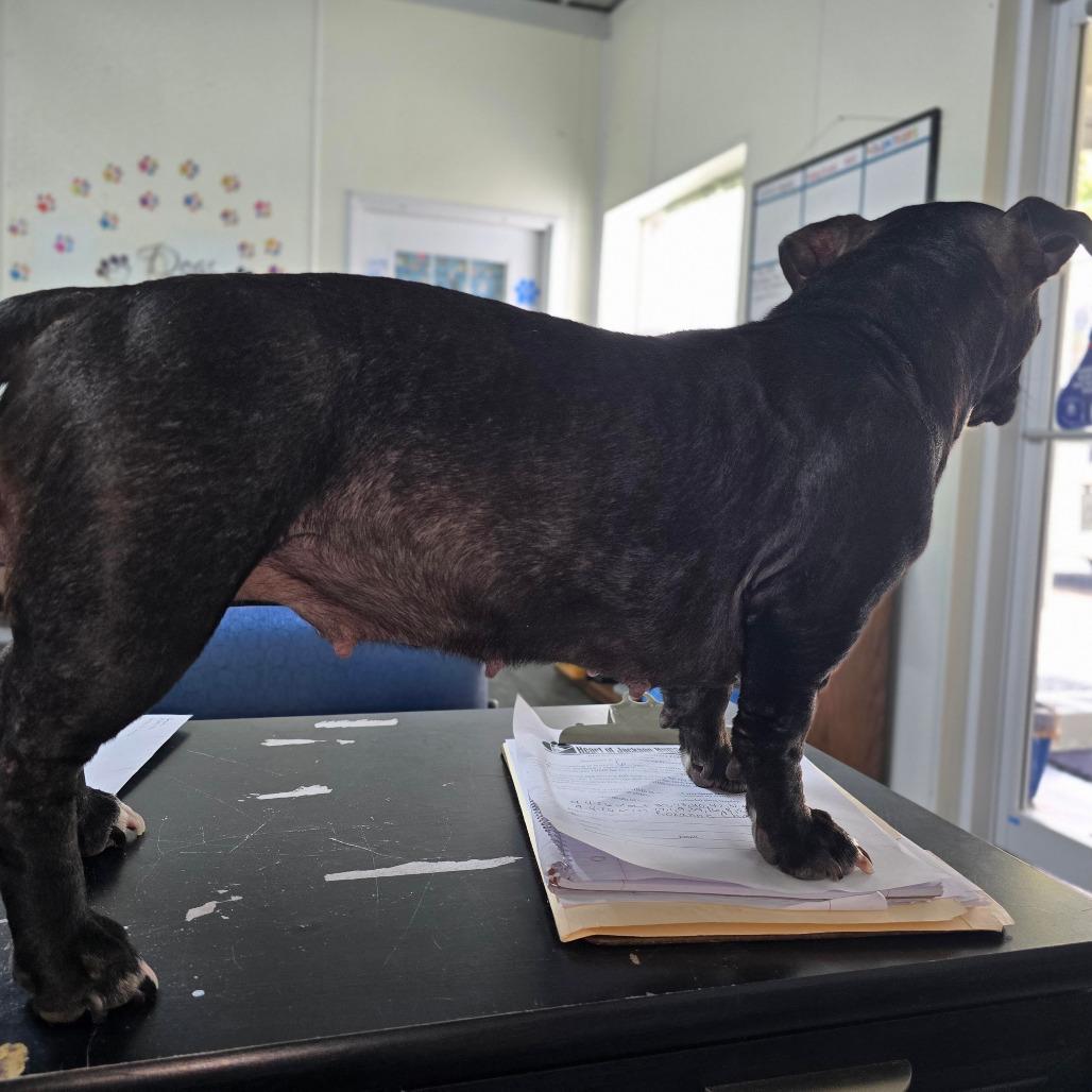 EMMY (EMILY), Adoptable, Adult Female Basset Hound & Pit Bull Terrier.