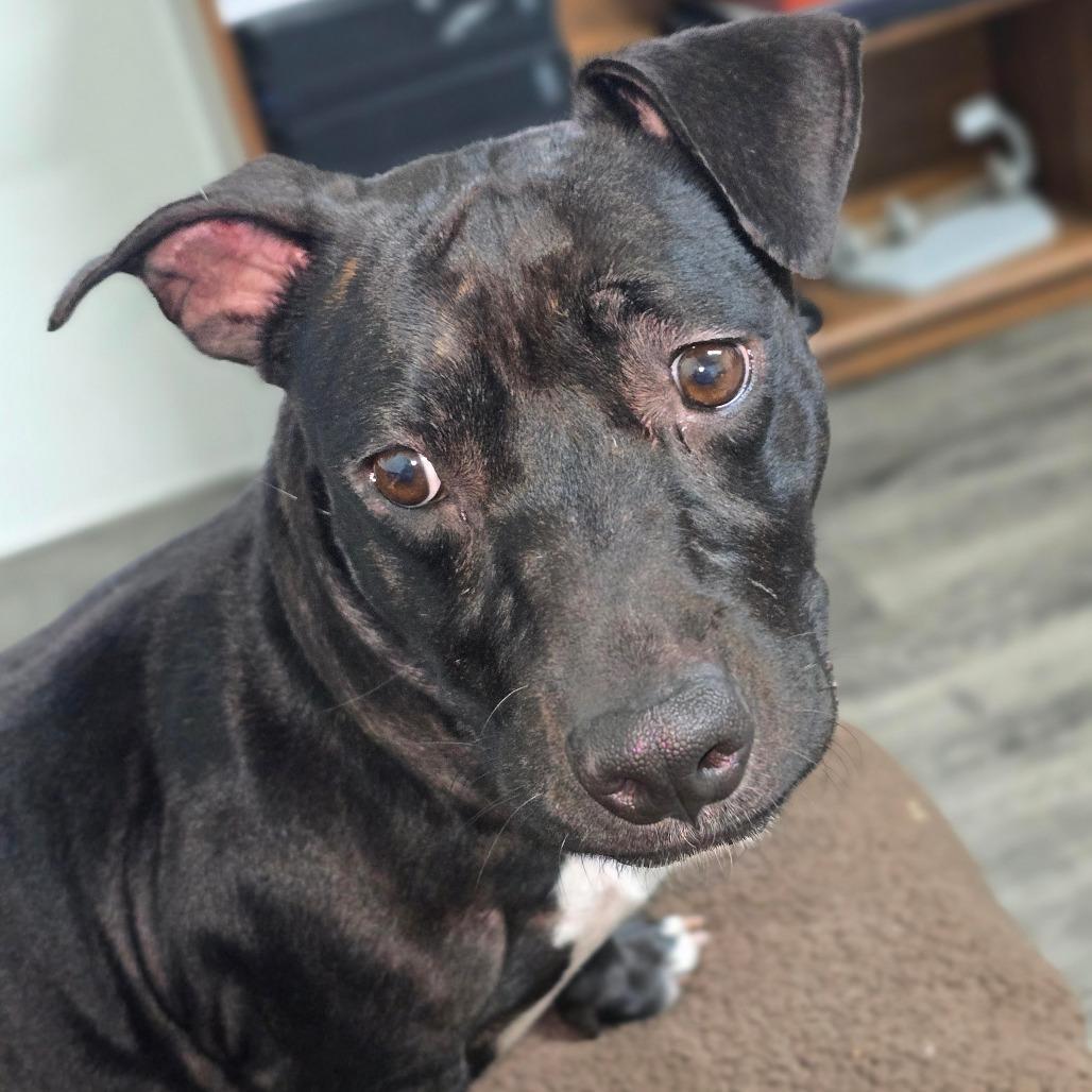 Enlarge EMMY (EMILY), a Adoptable mixed breed in Holton, KS image 2/3