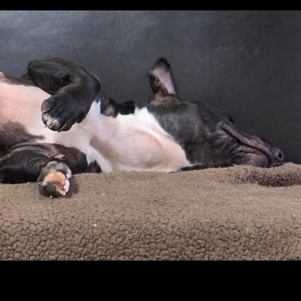 Enlarge EMMY (EMILY), a Adoptable mixed breed in Holton, KS image 3/3
