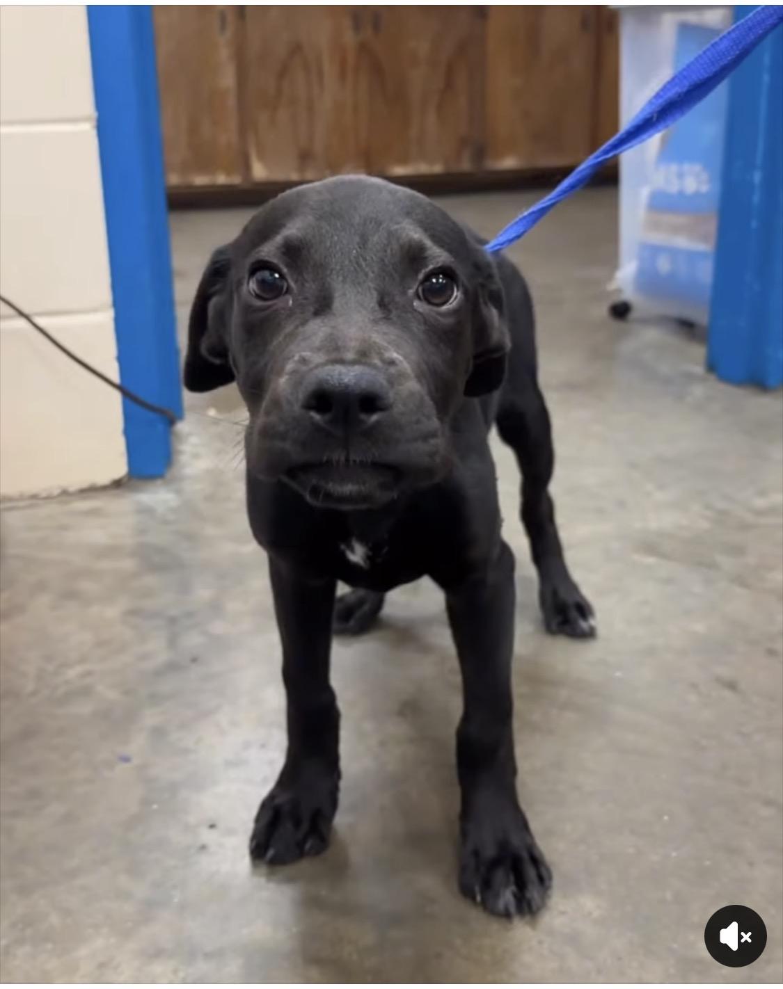 Jayda, Adopted, Puppy Female Black Labrador Retriever & Hound.