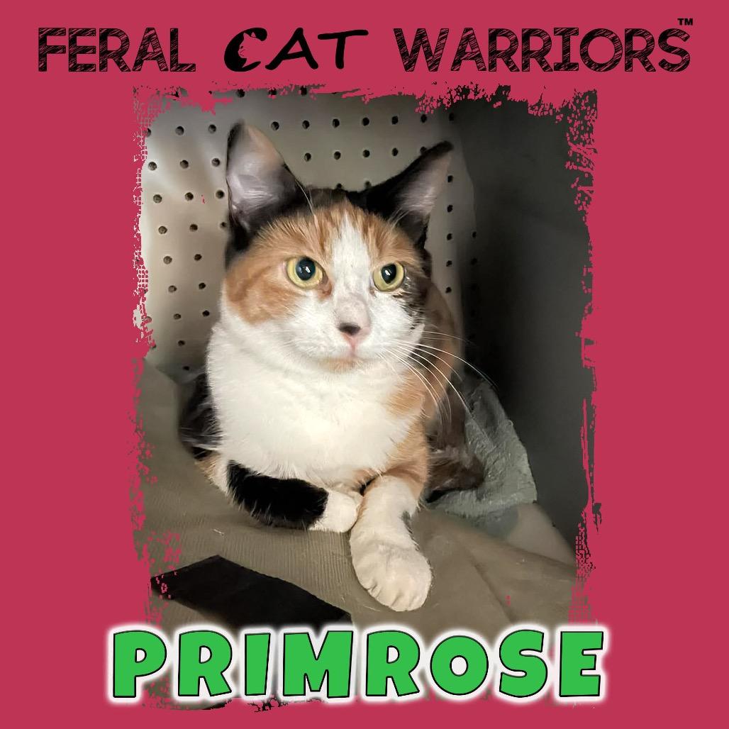 Enlarge Primrose, a Adoptable Domestic Short Hair in Kingman, AZ image 1/1
