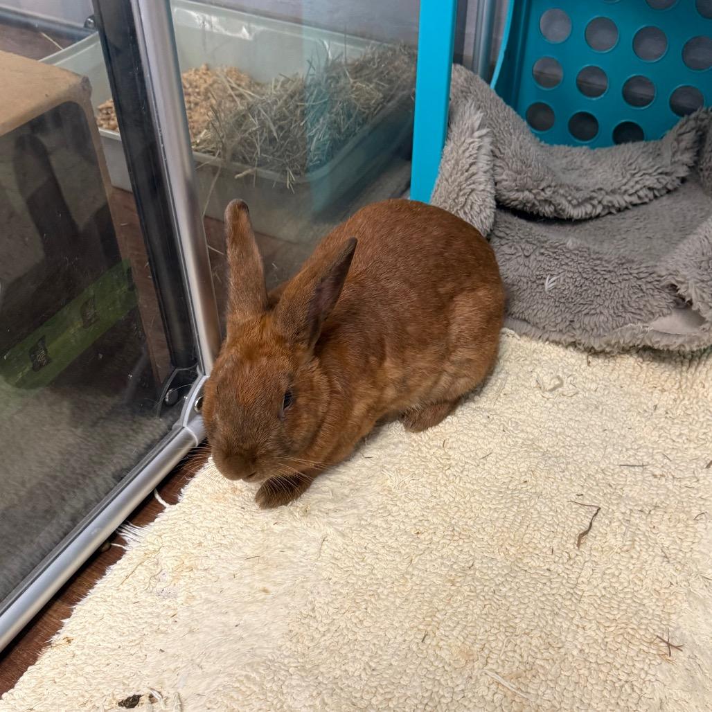 Hoprah Winfrey, Adoptable, Young Female Bunny Rabbit & Flemish Giant.