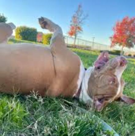 Enlarge Izzy, a Adoptable mixed breed in Ione, CA image 1/3