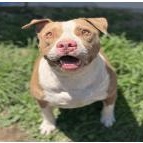 Izzy, Adoptable, Adult Female Pit Bull Terrier.