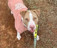 Enlarge Izzy, a Adoptable mixed breed in Ione, CA image 3/3