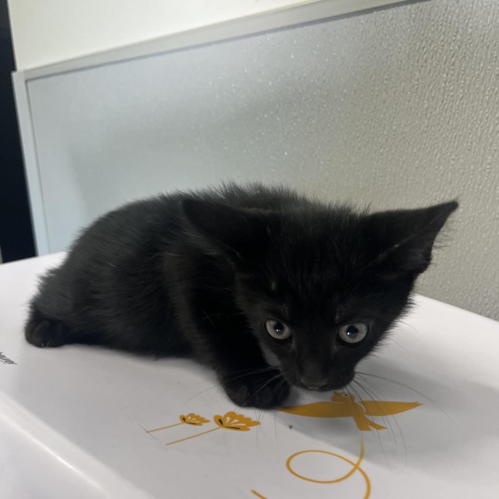 Holden, Adoptable, Kitten Male Domestic Medium Hair.