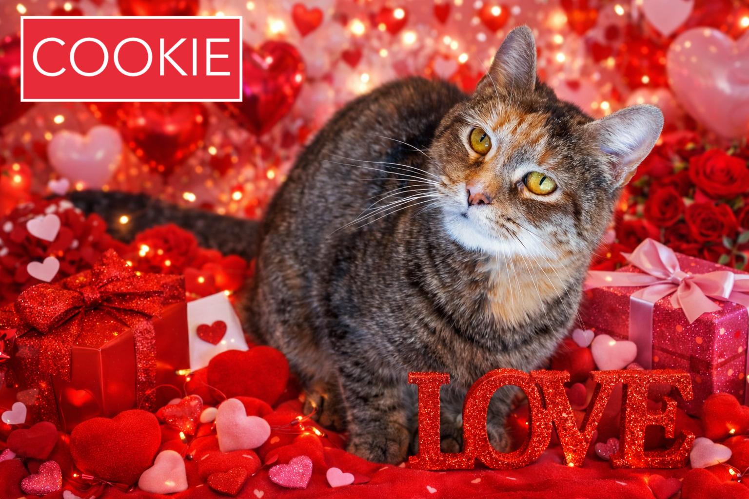Enlarge Cookie (FCID# 01/22/2026 - 1 Trainer), a Adopted Torbie in Greenville, DE image 1/3