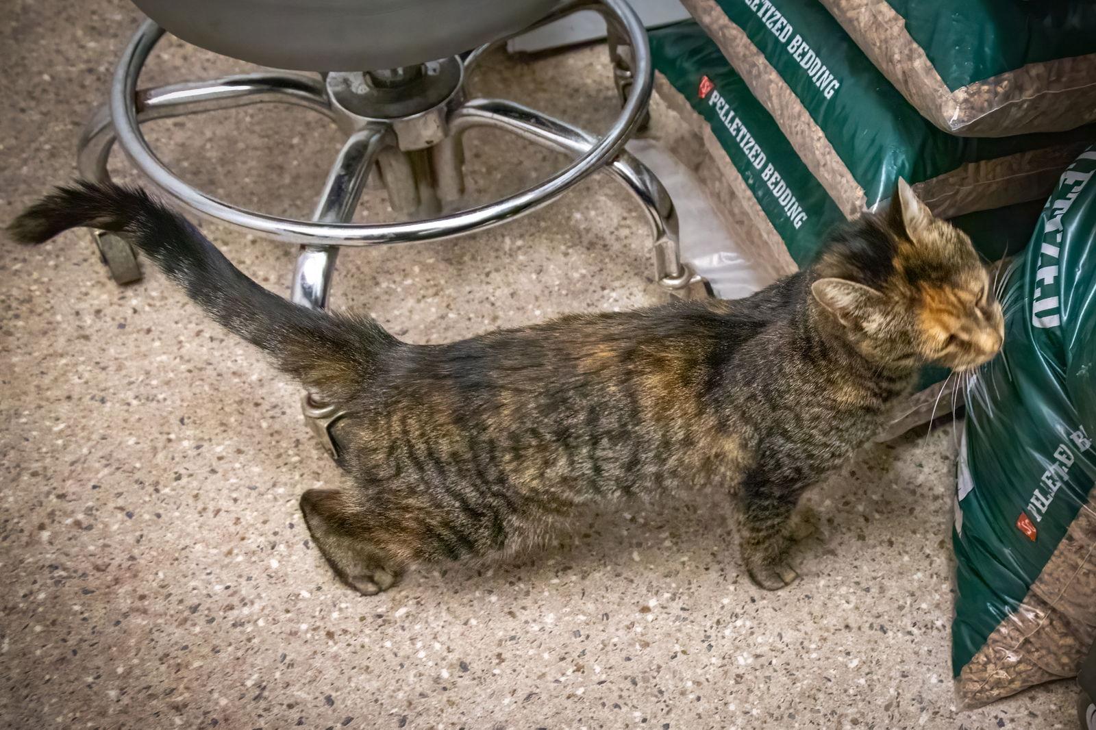 Enlarge Cookie (FCID# 01/22/2026 - 1 Trainer), a Adopted Torbie in Greenville, DE image 2/3