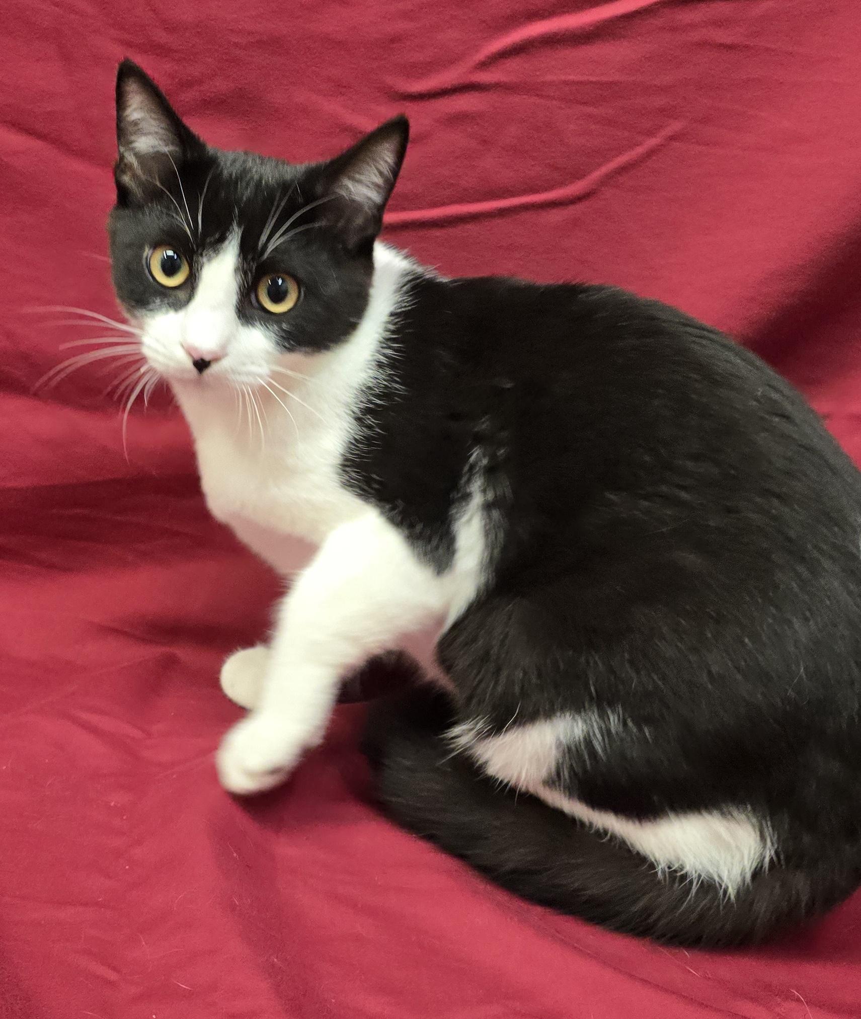 Gonzo, Adoptable, Young Male Domestic Short Hair.