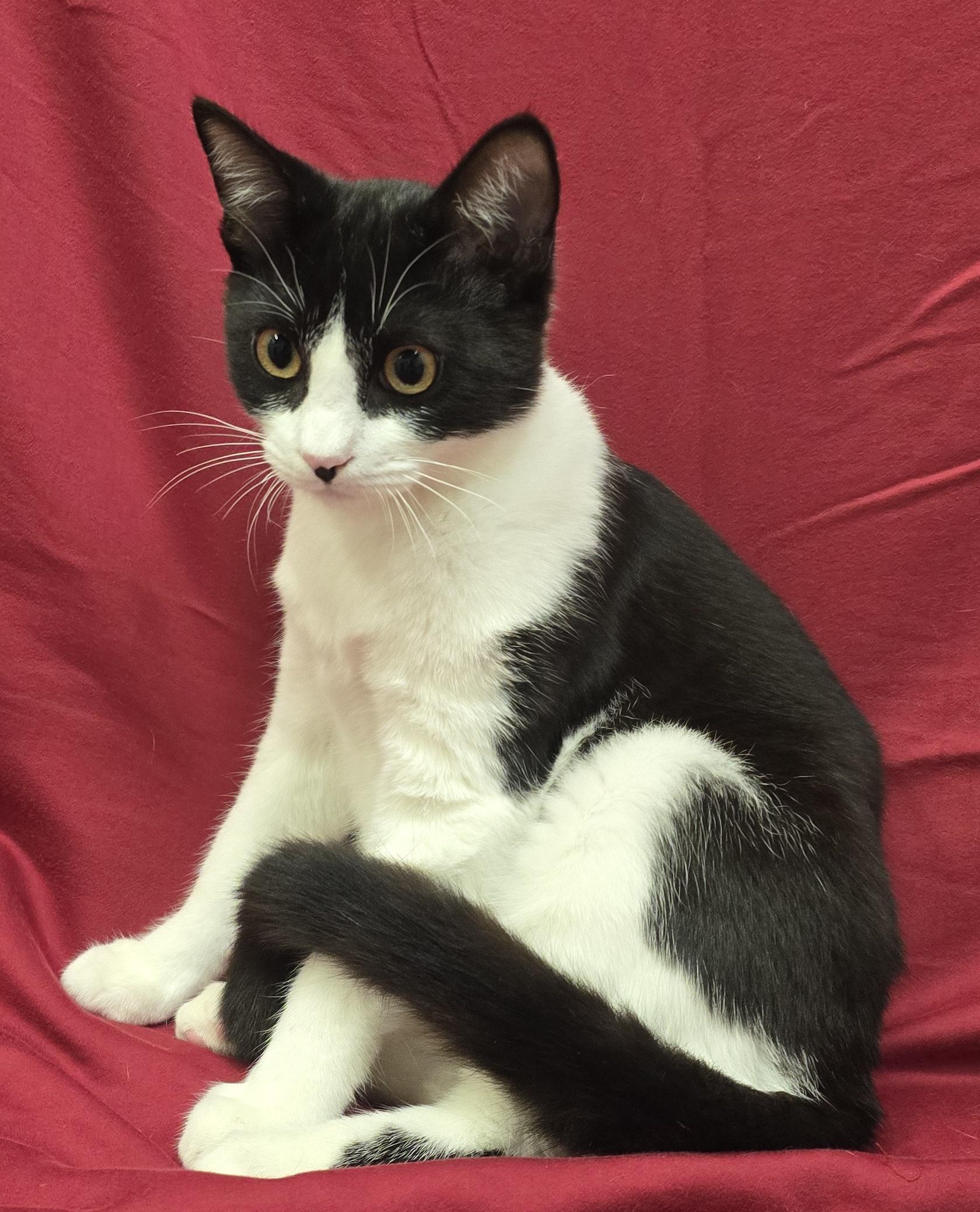 Enlarge Gonzo, a Adoptable mixed breed in Payson, AZ image 2/3