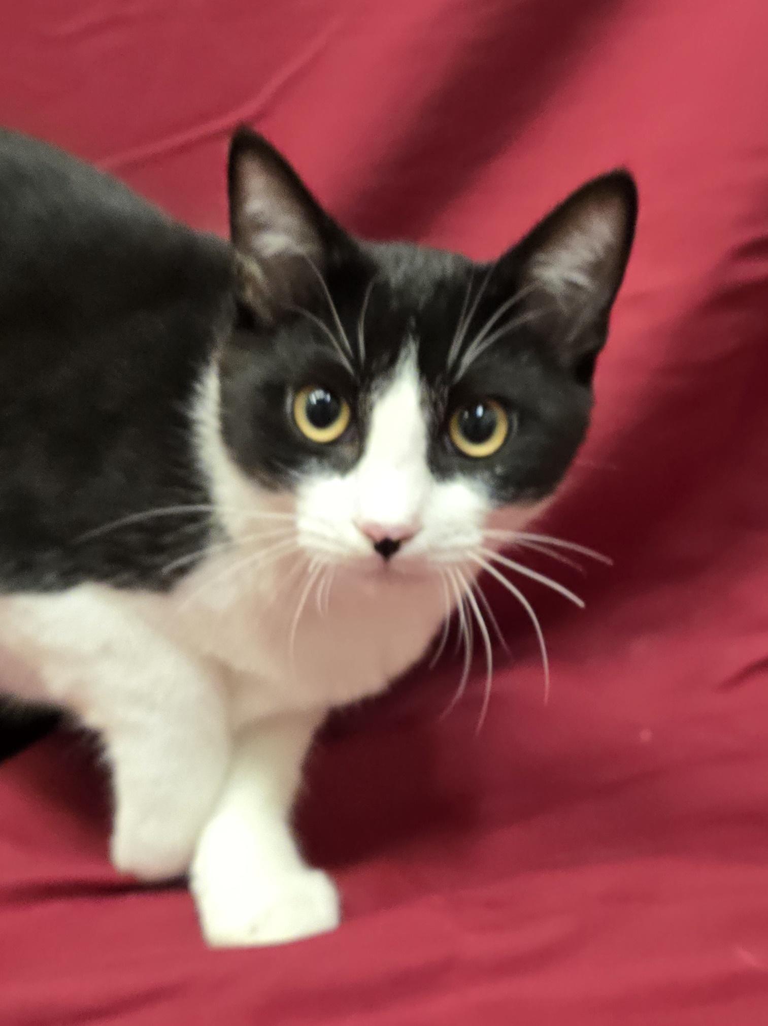 Enlarge Gonzo, a Adoptable mixed breed in Payson, AZ image 3/3