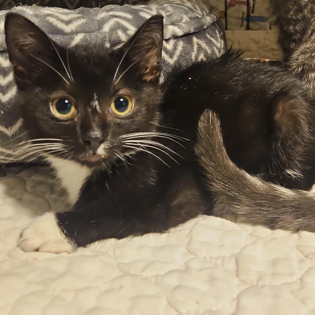 Vincent, Adoptable, Kitten Male Domestic Short Hair.