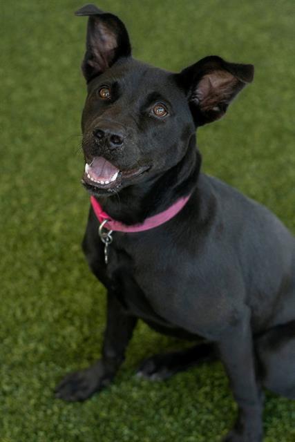 NOVA, Adoptable, Young Female Labrador Retriever.