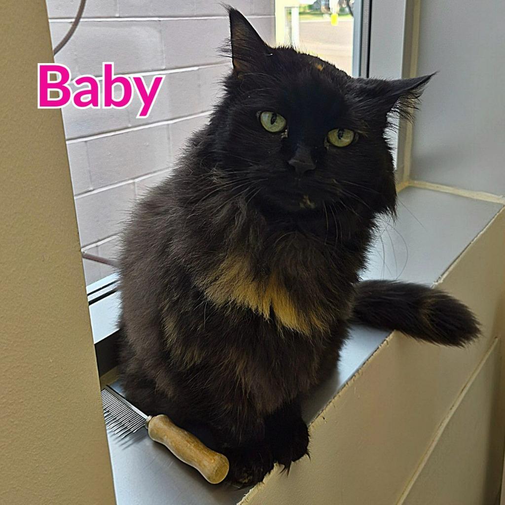 Enlarge Baby, a Adoptable mixed breed in North Saint Paul, MN image 1/4