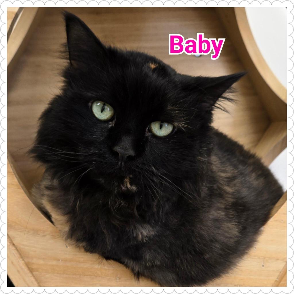 Enlarge Baby, a Adoptable mixed breed in North Saint Paul, MN image 2/4