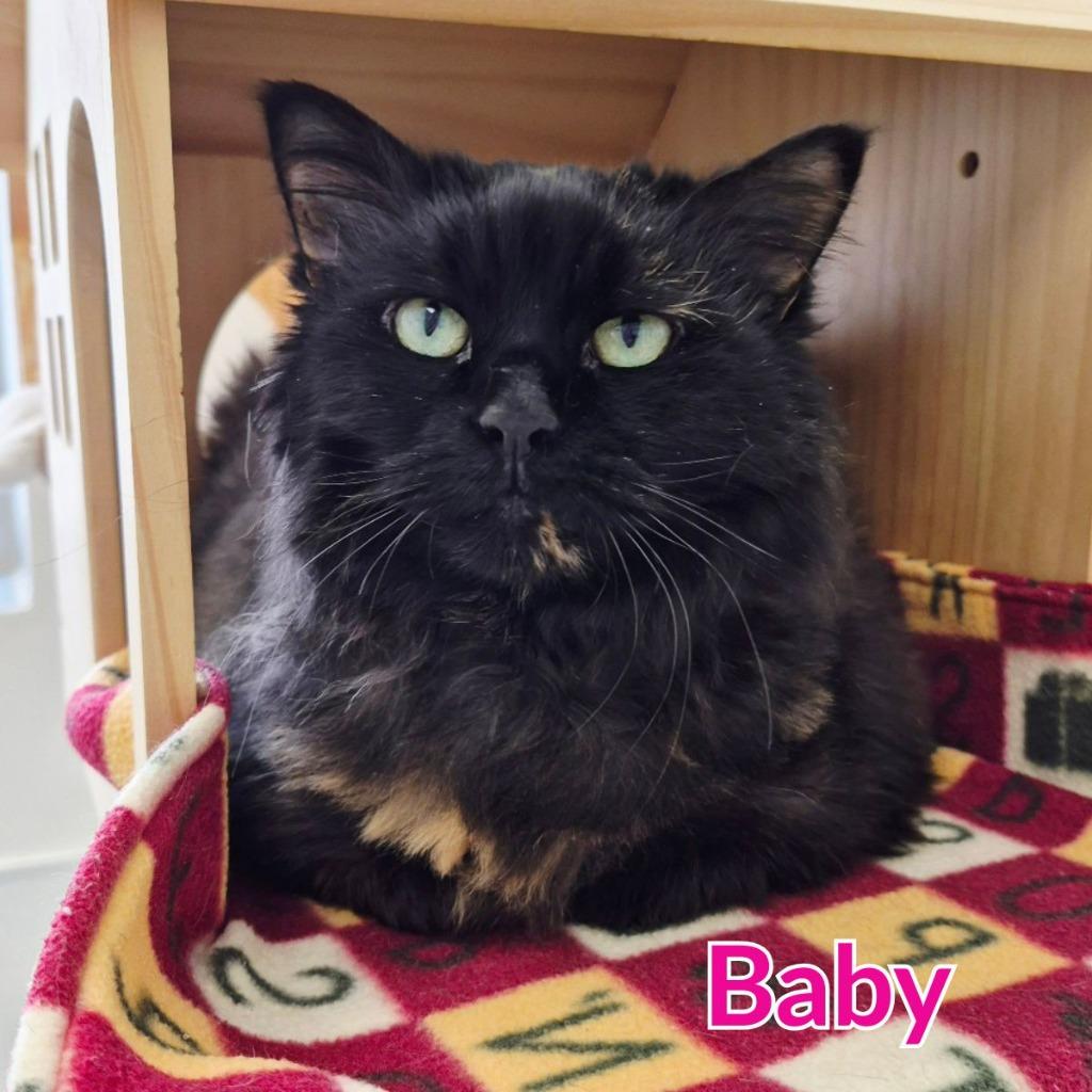 Enlarge Baby, a Adoptable mixed breed in North Saint Paul, MN image 3/4
