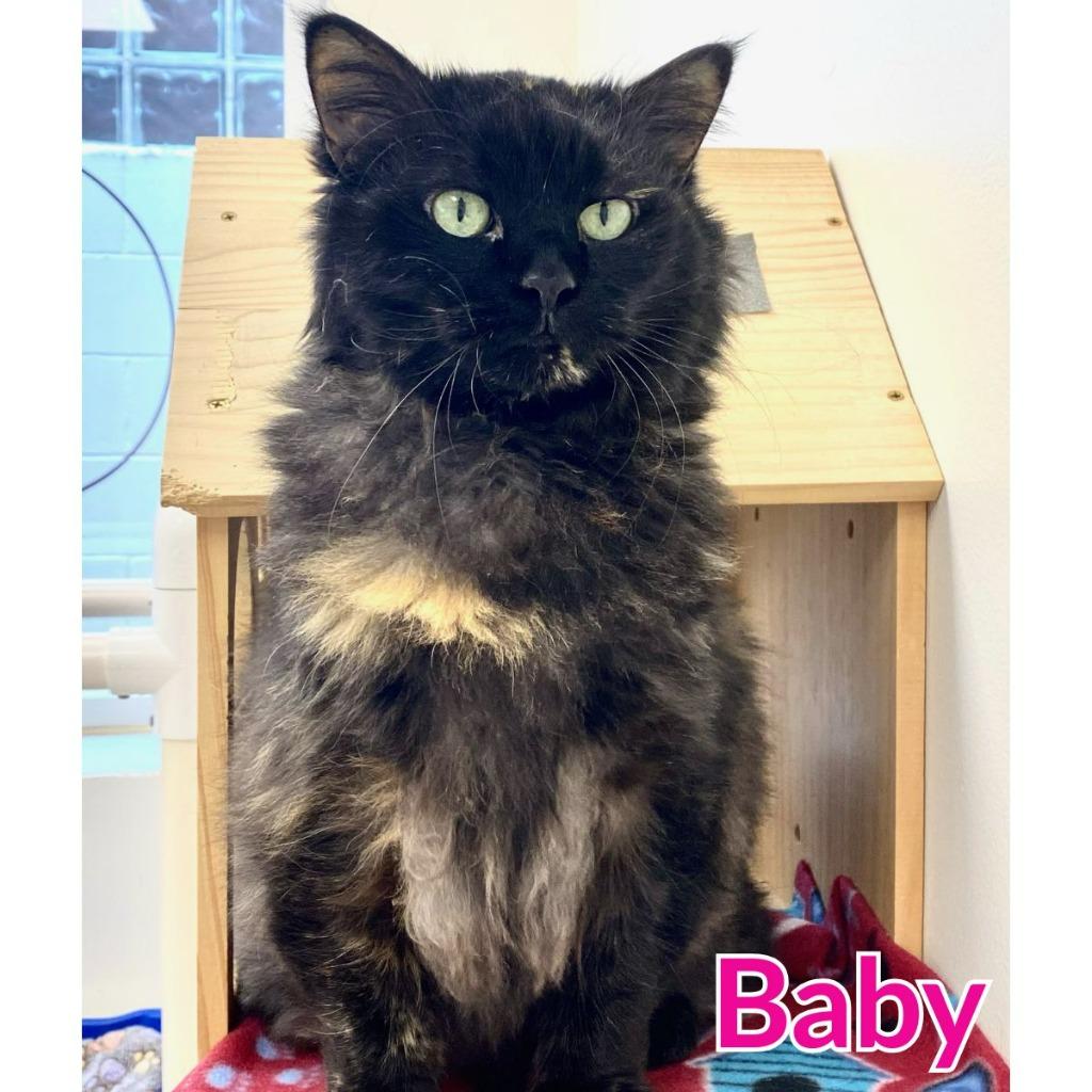 Enlarge Baby, a Adoptable mixed breed in North Saint Paul, MN image 4/4