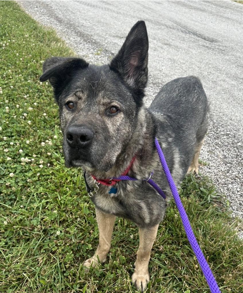 Enlarge Howard, a Adoptable mixed breed in Columbia, IL image 1/5