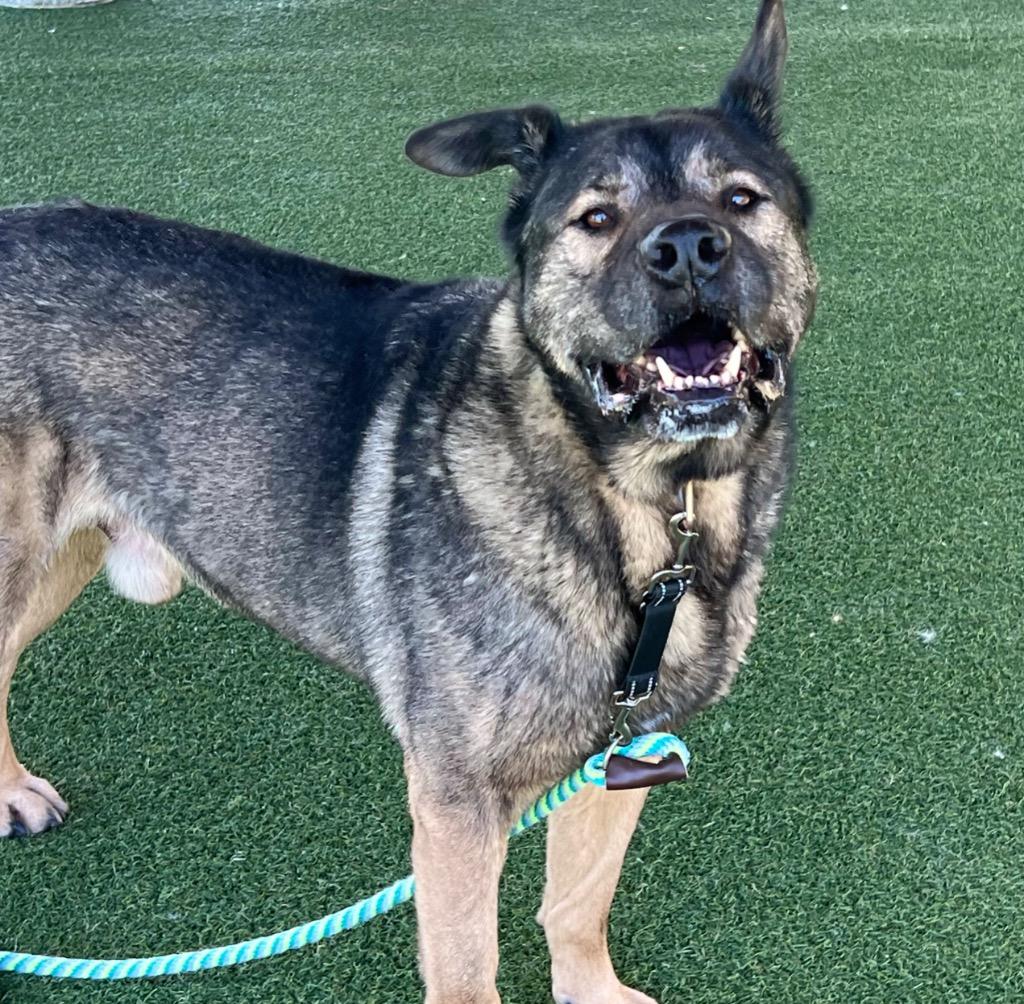 Howard, Adoptable, Senior Male Norwegian Elkhound.