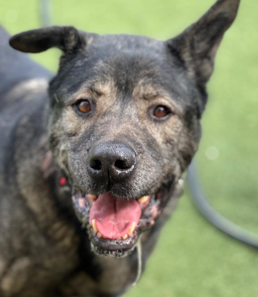 Enlarge Howard, a Adoptable mixed breed in Columbia, IL image 3/5