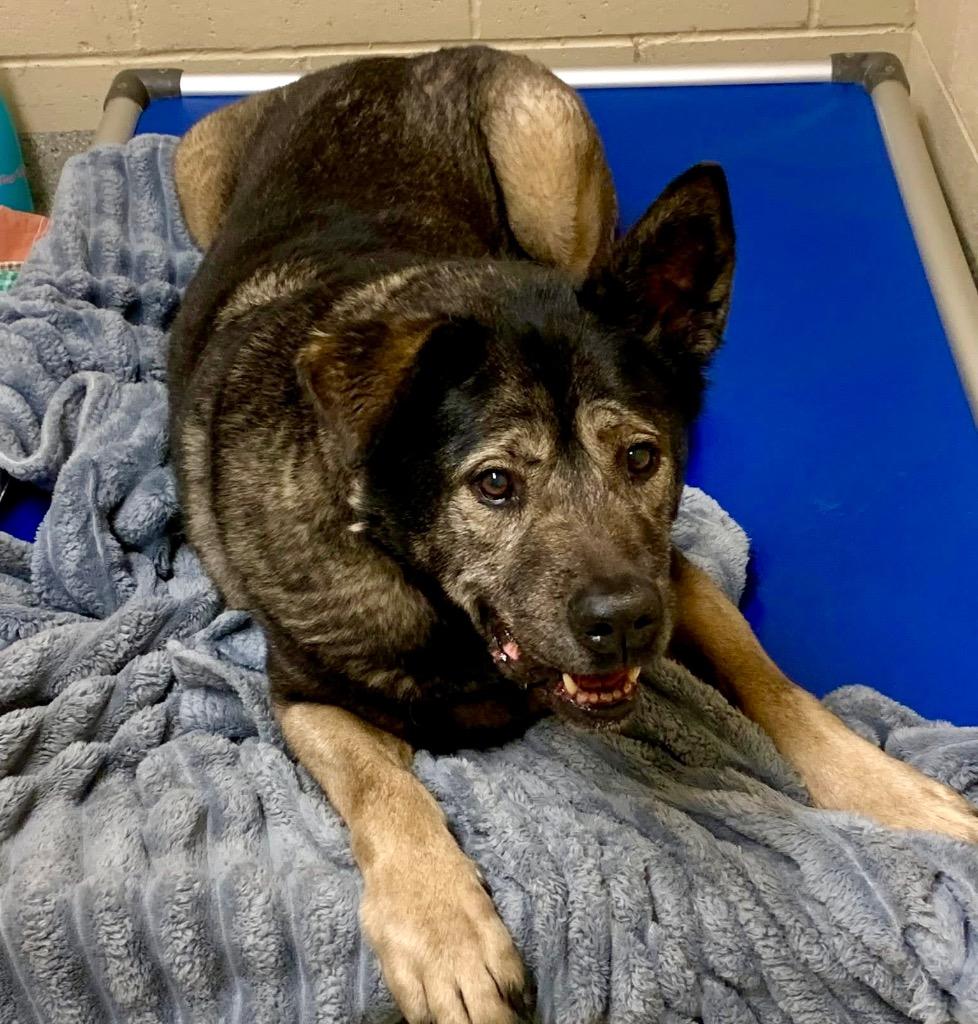 Enlarge Howard, a Adoptable mixed breed in Columbia, IL image 4/6