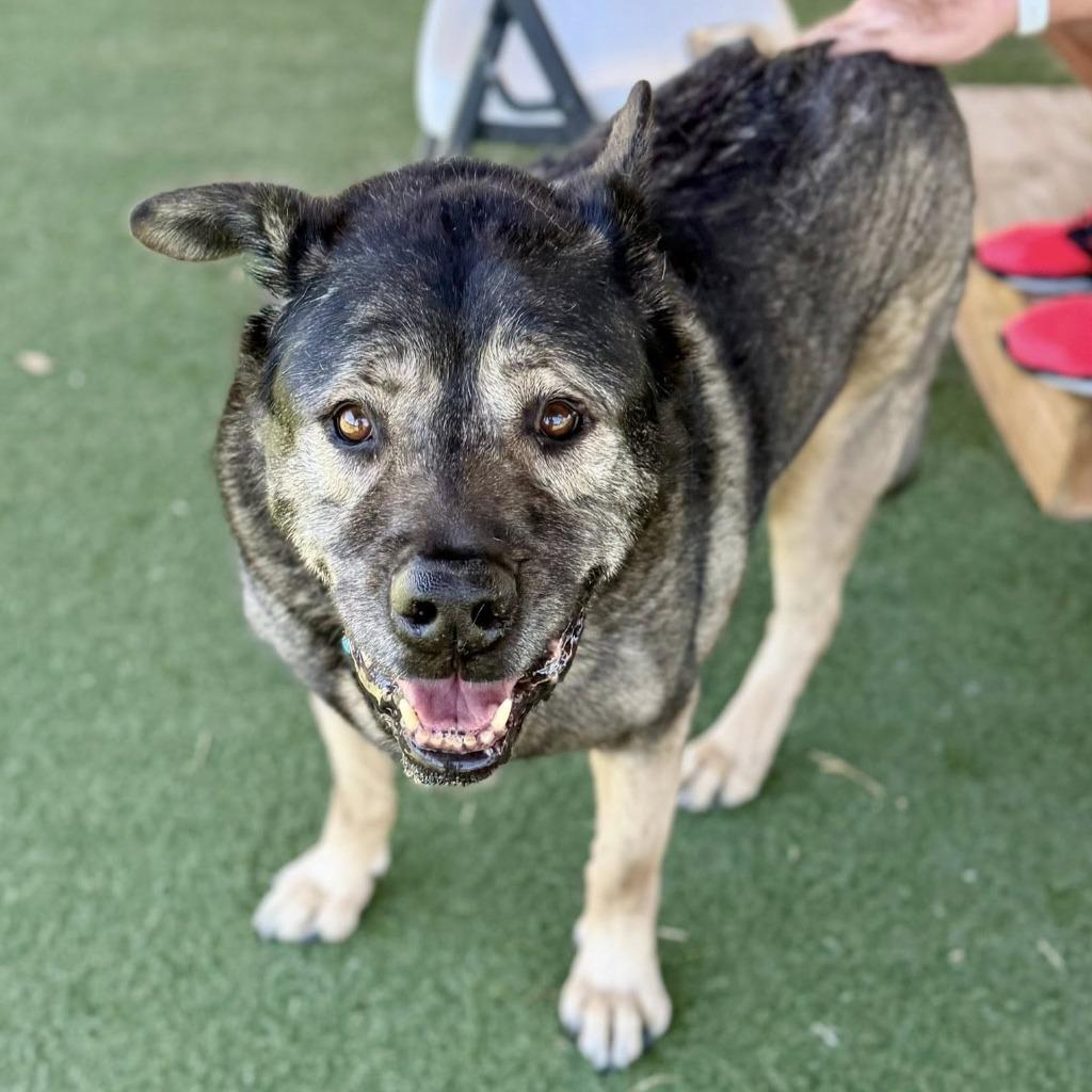 Enlarge Howard, a Adoptable mixed breed in Columbia, IL image 5/6