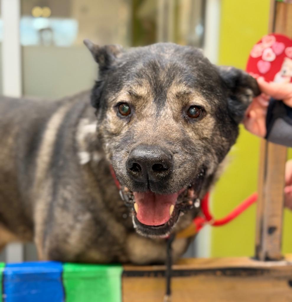 Enlarge Howard, a Adoptable mixed breed in Columbia, IL image 6/6