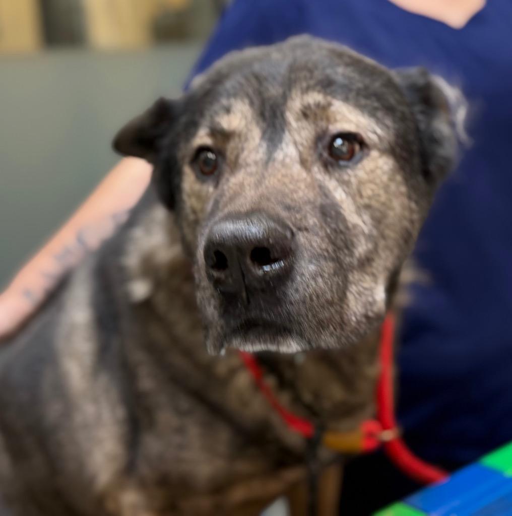 Enlarge Howard, a Adoptable mixed breed in Columbia, IL image 6/6