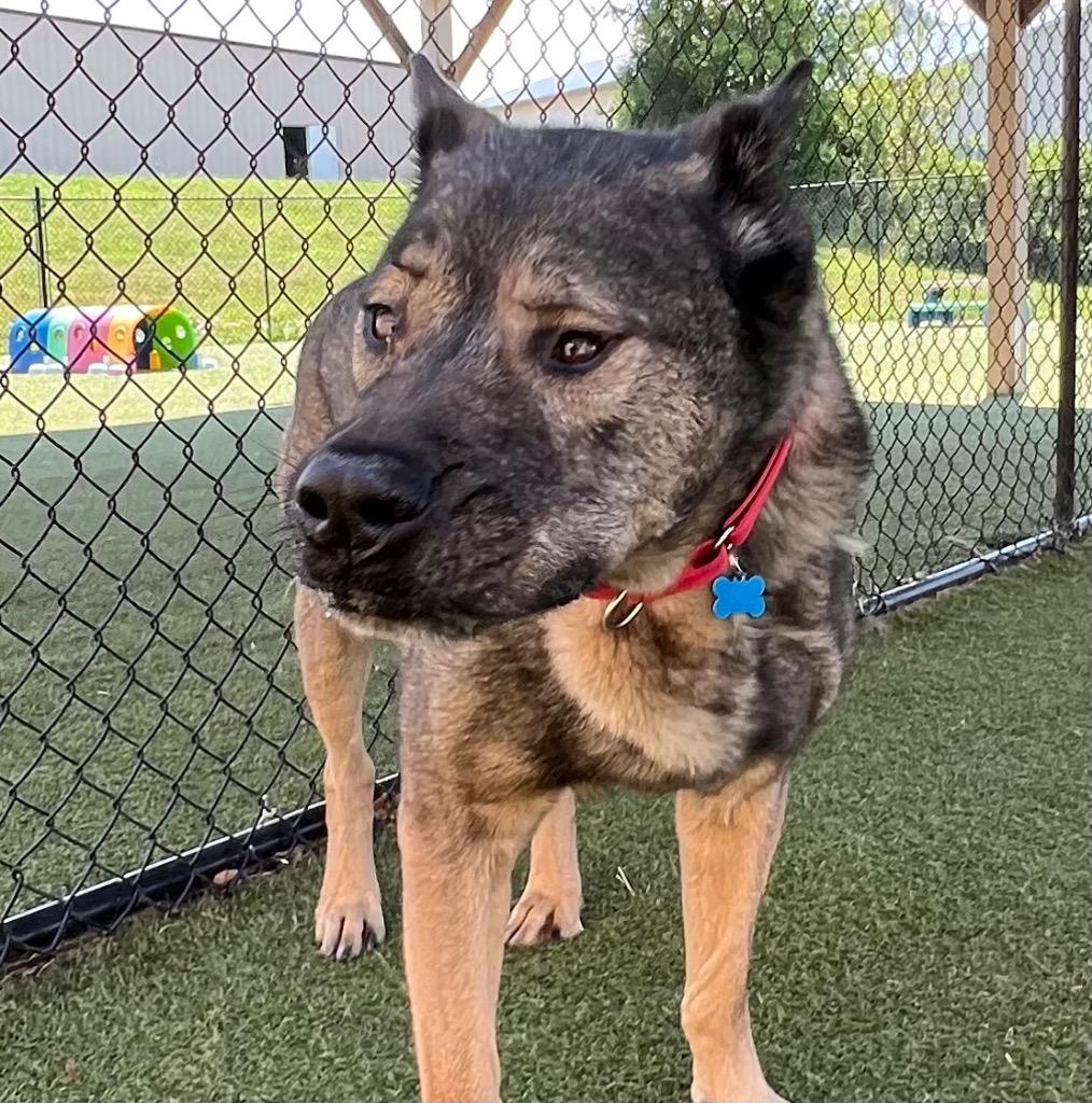 Enlarge Howard, a Adoptable mixed breed in Columbia, IL image 4/5