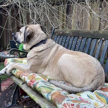 Enlarge Beatrice , a Adoptable mixed breed in Lakehead, CA image 6/6