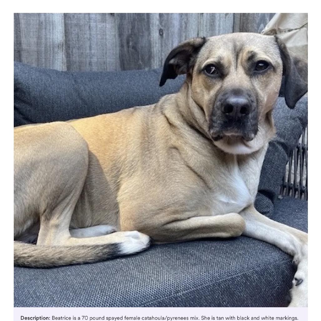 Beatrice , Adoptable, Adult Female Catahoula Leopard Dog & Great Pyrenees.
