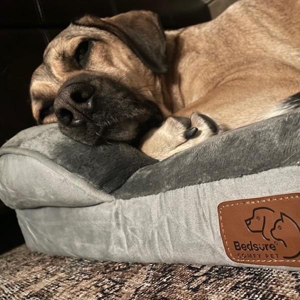 Enlarge Beatrice , a Adoptable mixed breed in Lakehead, CA image 2/6