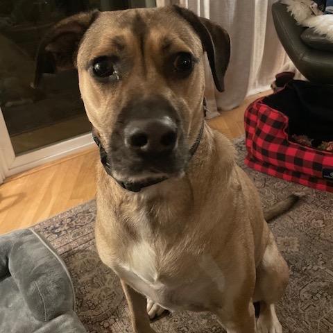 Enlarge Beatrice , a Adoptable mixed breed in Lakehead, CA image 5/6