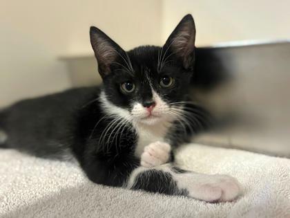Chile, Adoptable, Kitten Male Domestic Short Hair.