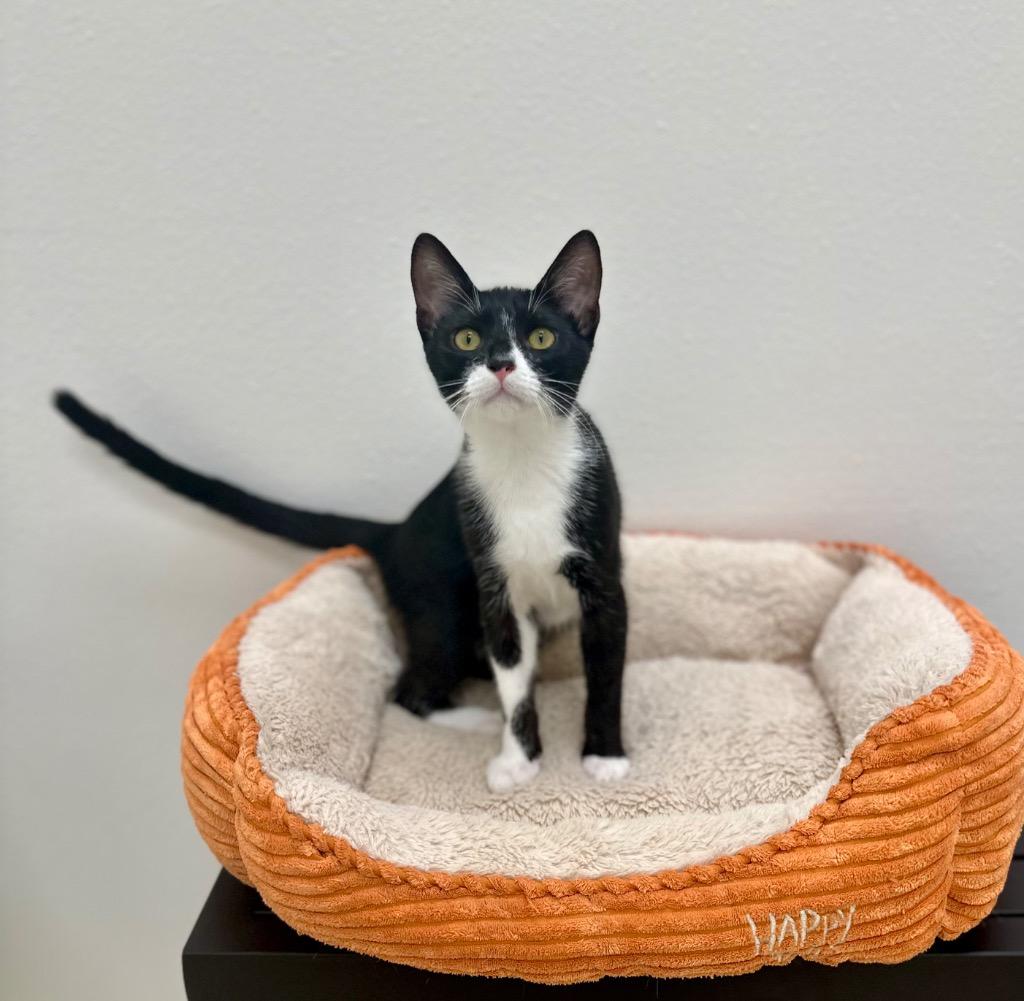 Enlarge Chile, a Adoptable mixed breed in Newberg, OR image 2/2