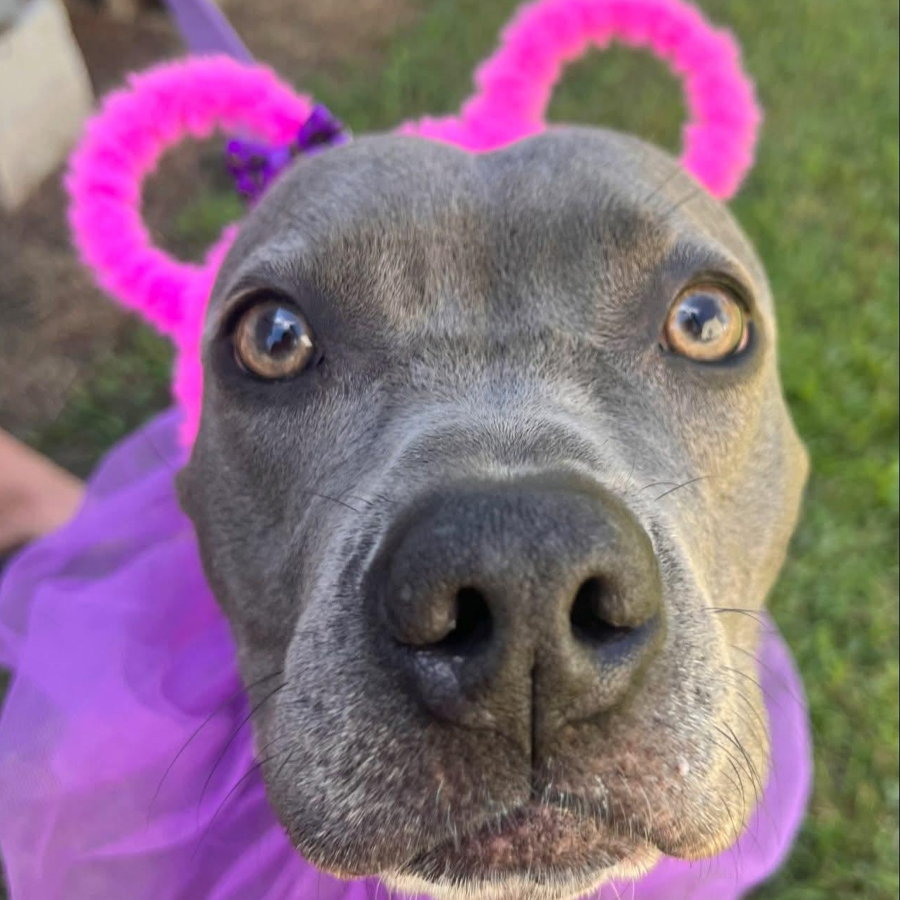 Enlarge Molly, an adopted American Staffordshire Terrier in Salisbury, MD image 1/2