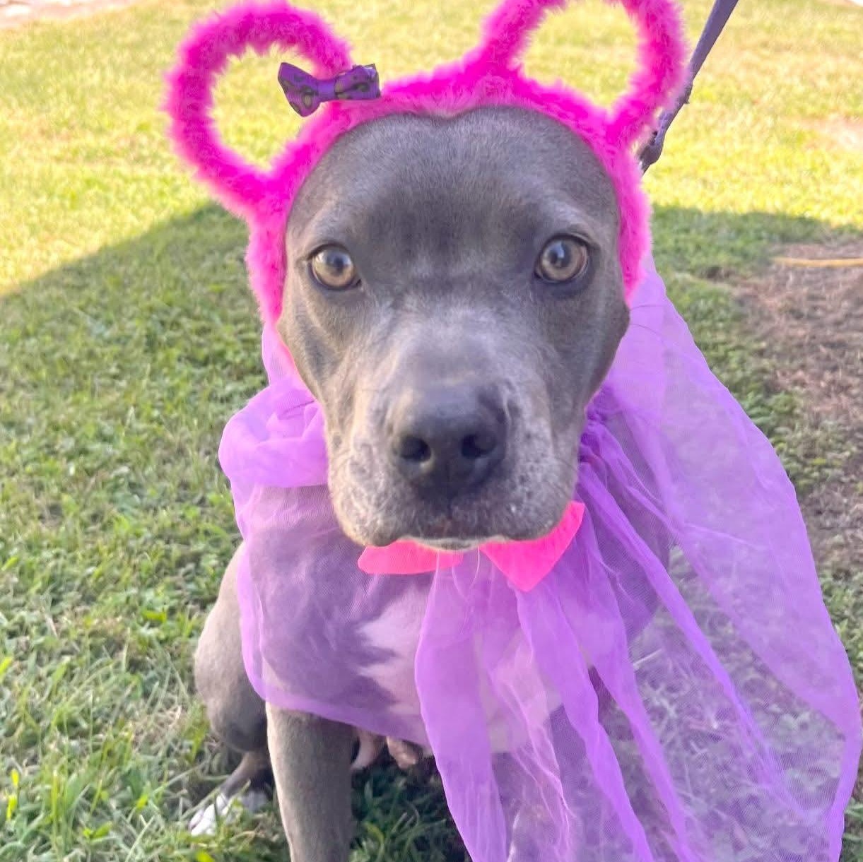 Enlarge Molly, an adopted American Staffordshire Terrier in Salisbury, MD image 2/2