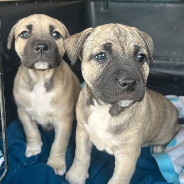 Ice, an adopted mixed breed in Detroit, MI image 2/2