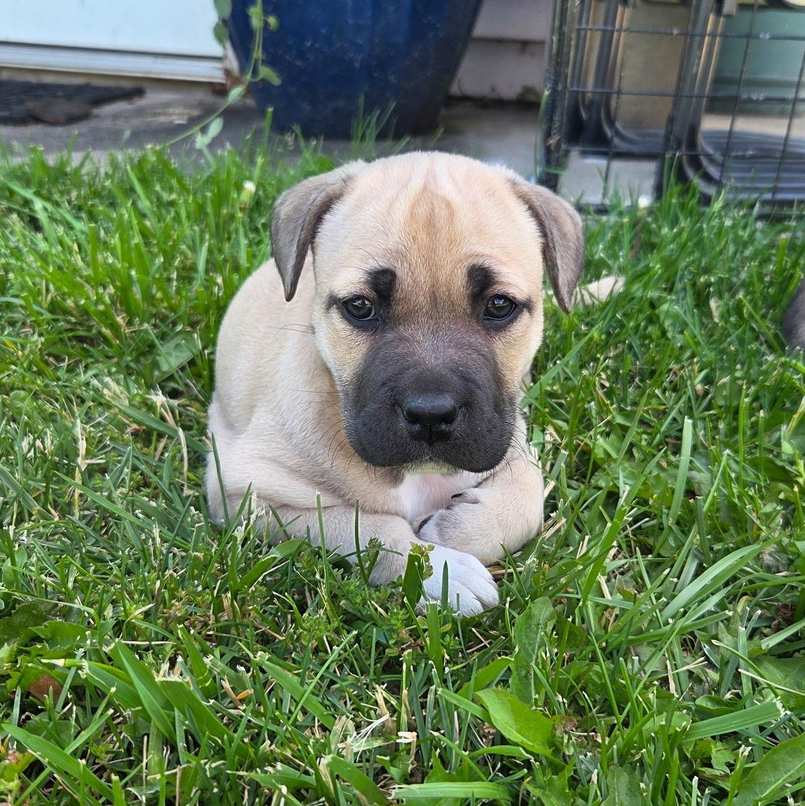 Ice, adopted, Puppy Female Pit Bull Terrier & Mixed Breed.