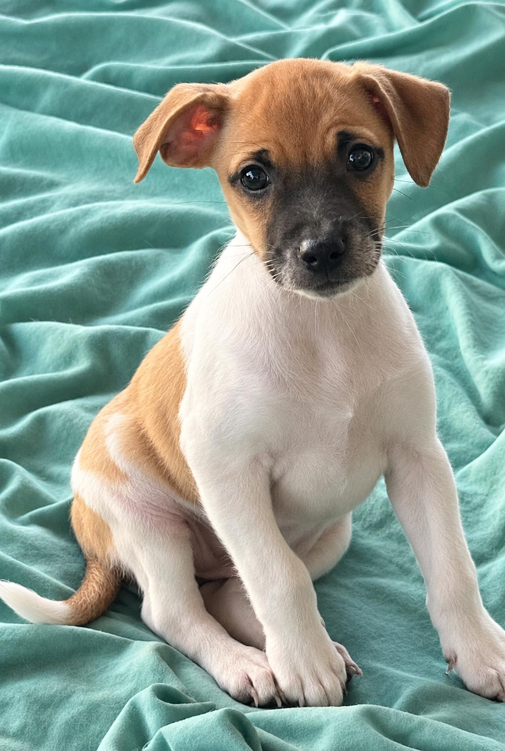Enlarge Ivy, a Adoptable mixed breed in Longmont, CO image 1/1