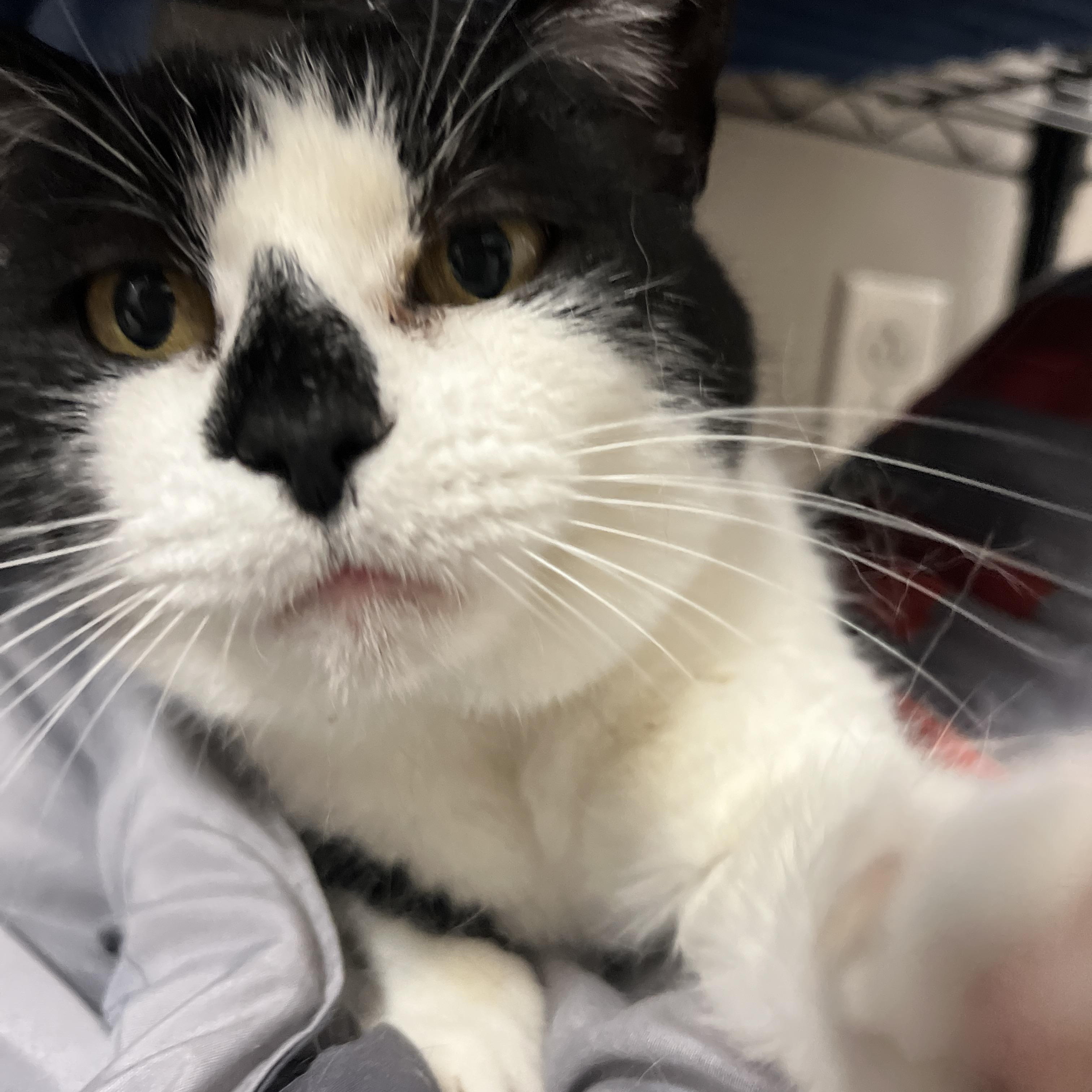 Enlarge Sister, a Adoptable Domestic Short Hair in Nolensville, TN image 2/5