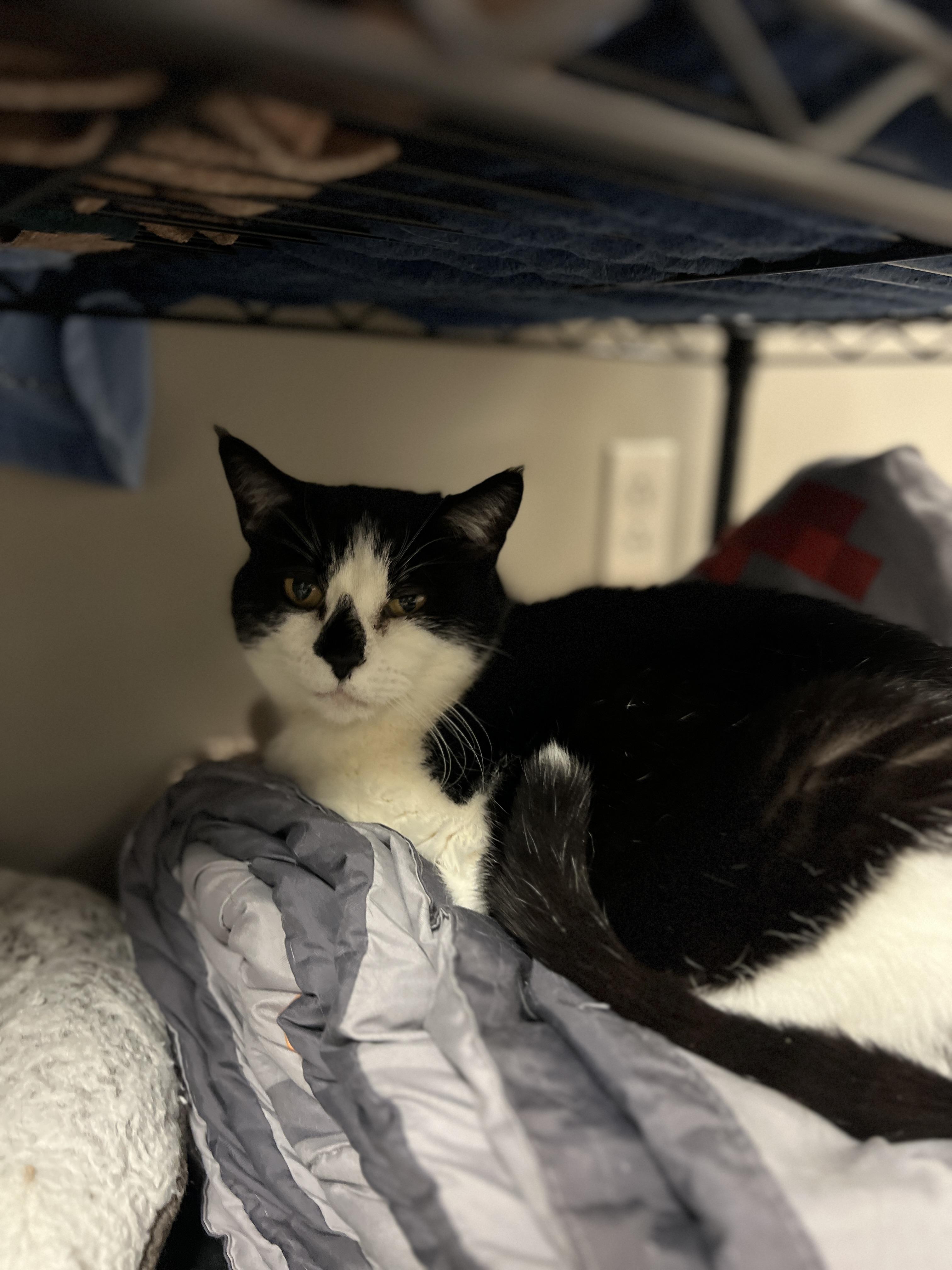 Enlarge Sister, a Adoptable Domestic Short Hair in Nolensville, TN image 4/5