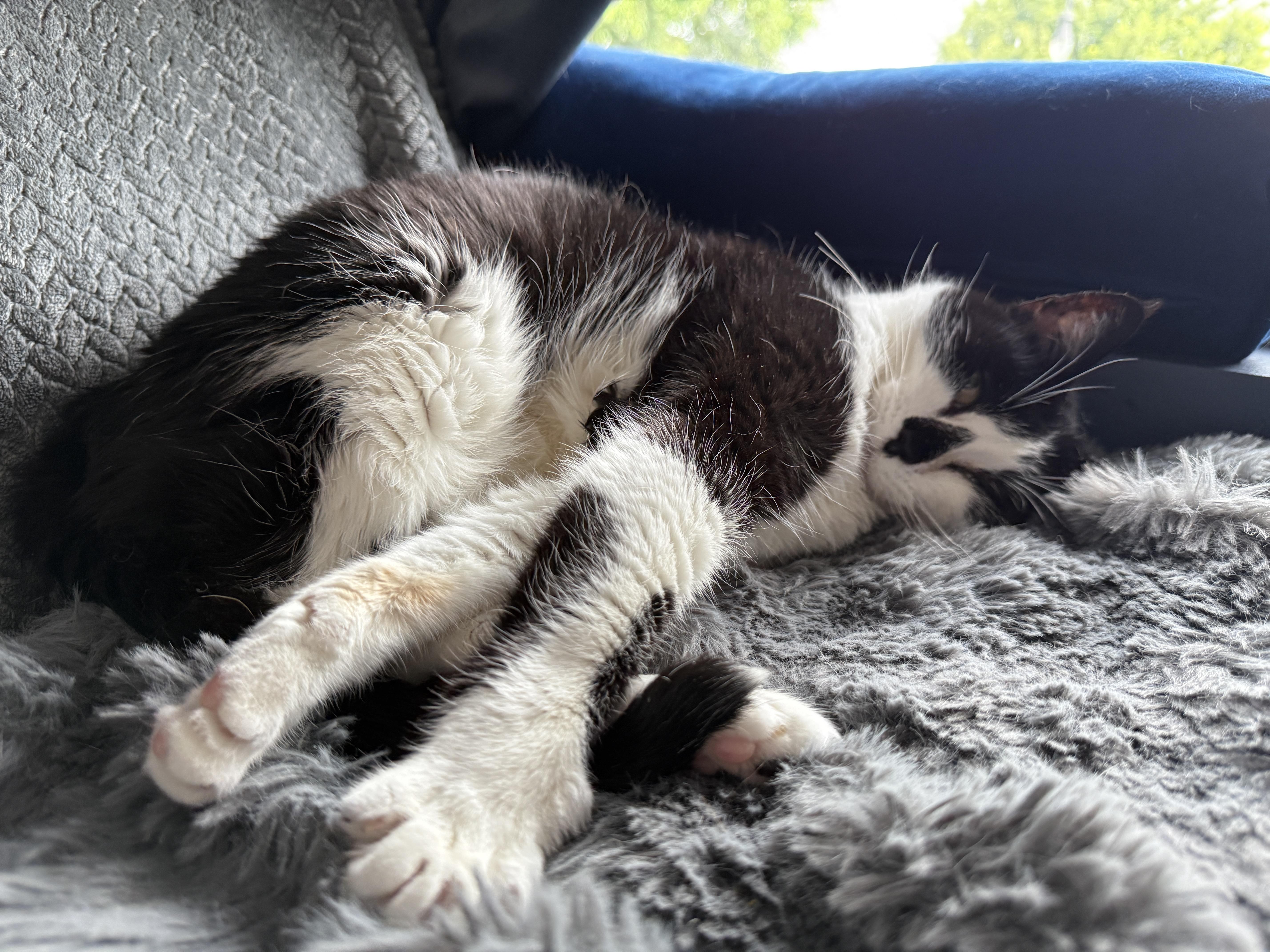 Enlarge Sister, a Adoptable Domestic Short Hair in Nolensville, TN image 5/5