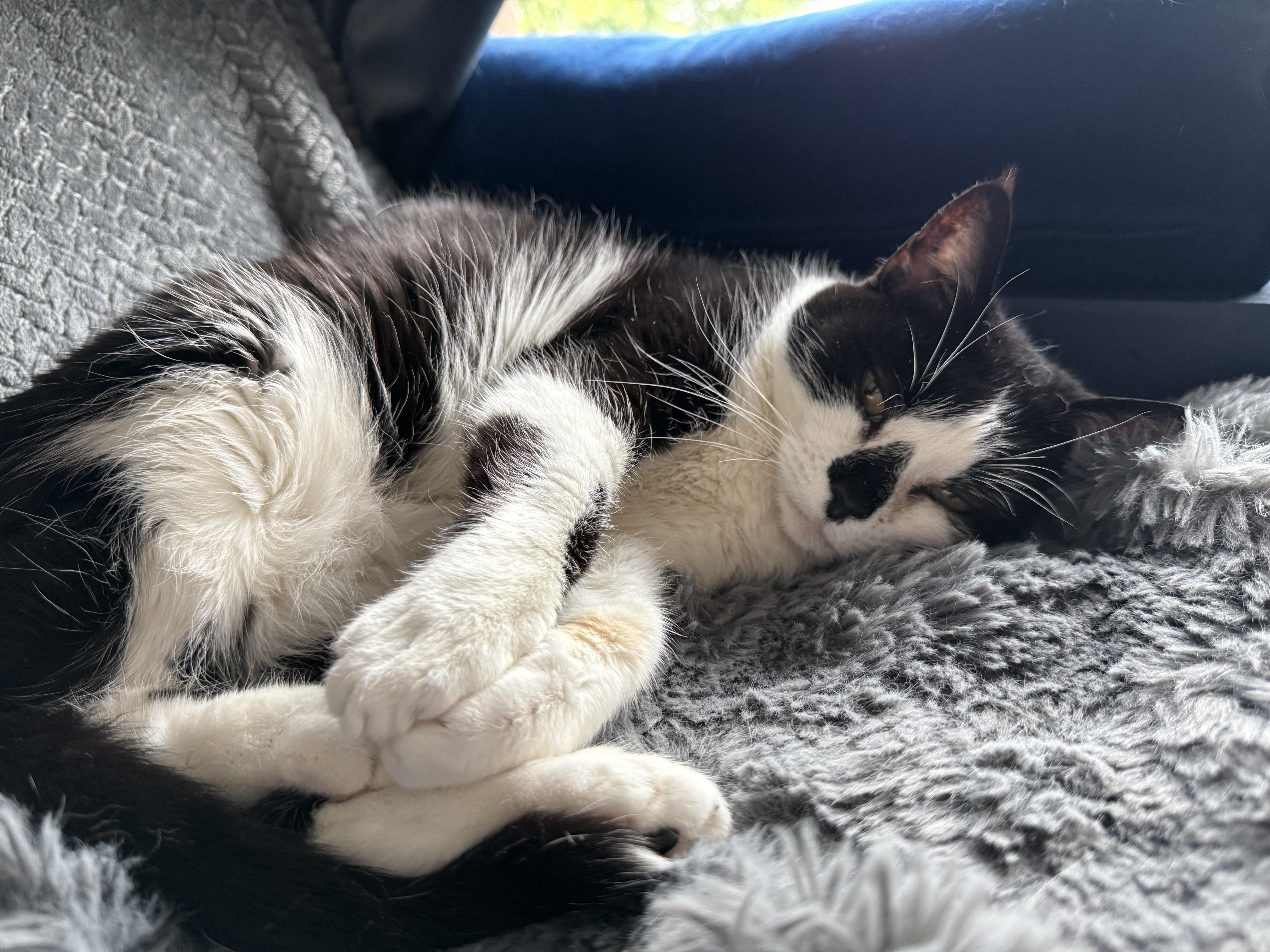 Enlarge Sister, a Adoptable Domestic Short Hair in Nolensville, TN image 3/5