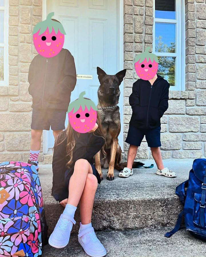 Enlarge Buck, a Adoptable Belgian Shepherd / Malinois in Montreal, QC image 5/5