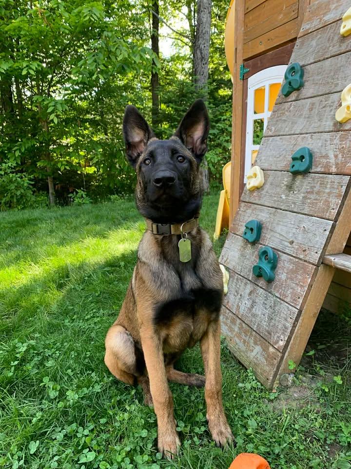 Enlarge Buck, a Adoptable Belgian Shepherd / Malinois in Montreal, QC image 4/5