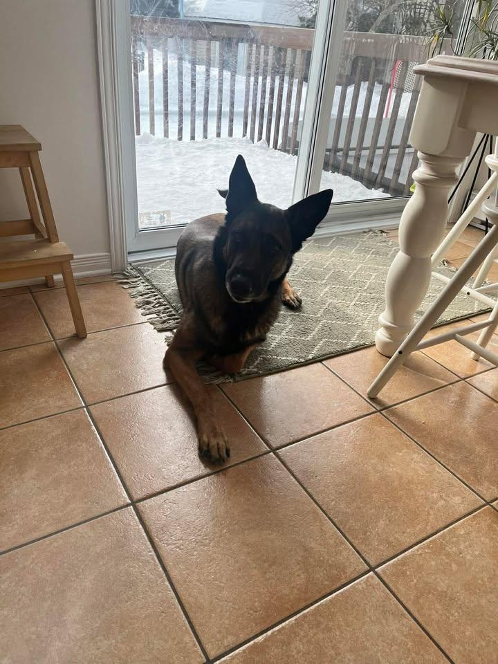 Enlarge Buck, a Adoptable Belgian Shepherd / Malinois in Montreal, QC image 2/5