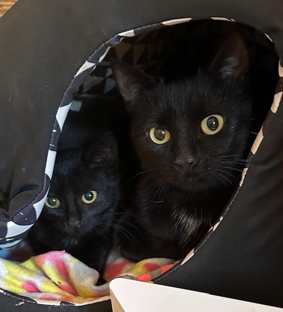 Dorrie And Wednesday thumbnail 5